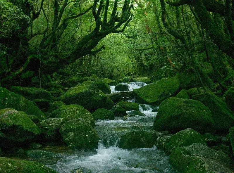 屋久島トレッキング